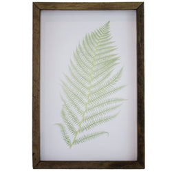 Green Fern <br>Framed Art